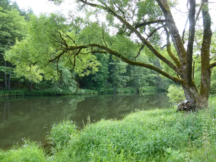 Der Schwarze Regen bei H&ouml;llenstein, ein alter Baum am Ufer &uuml;ber stillem Wasser